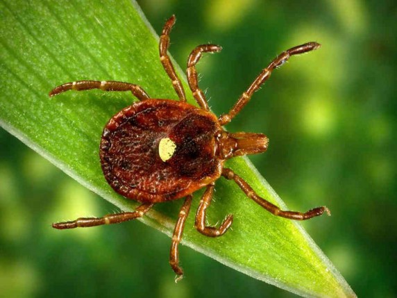 EXPERTS WARN OF FATAL AND RARE TICK VIRUS IN TENNESSEE